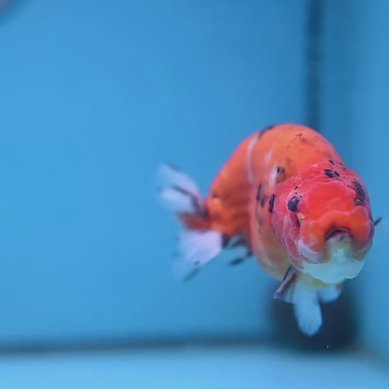 Tiger Ranchu 4 inch Body (251114_RC01)