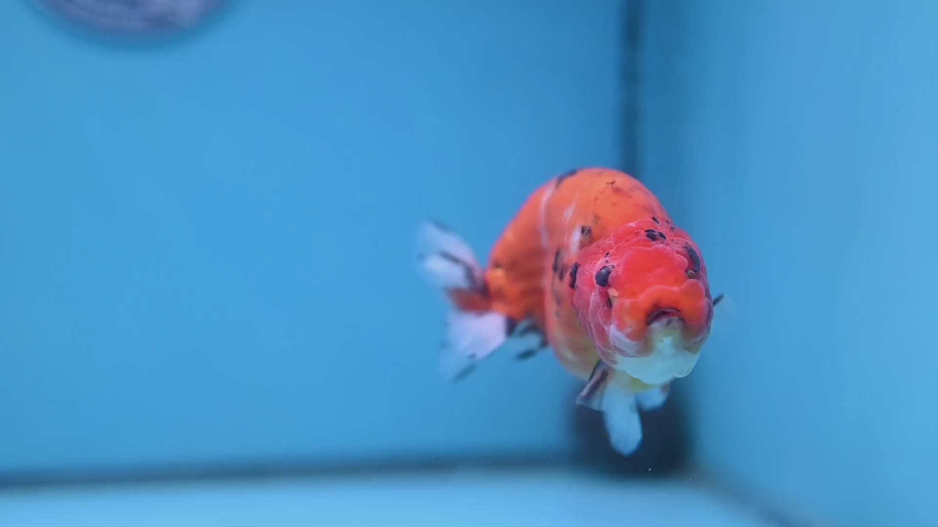 Tiger Ranchu 4 inch Body (251114_RC01)