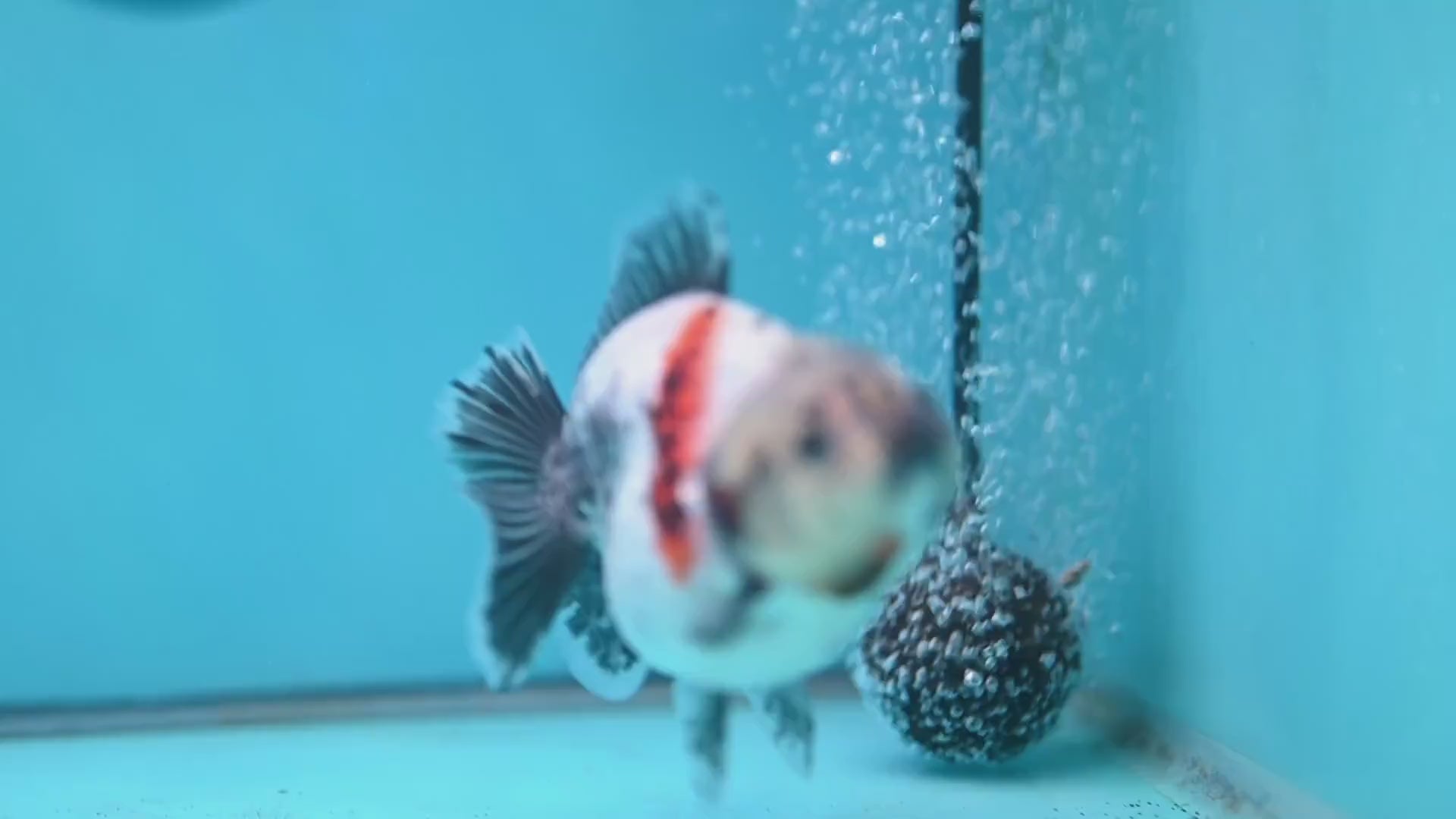 Shogun White Tiger Oranda 3.5 inch Body (260109_OR11)