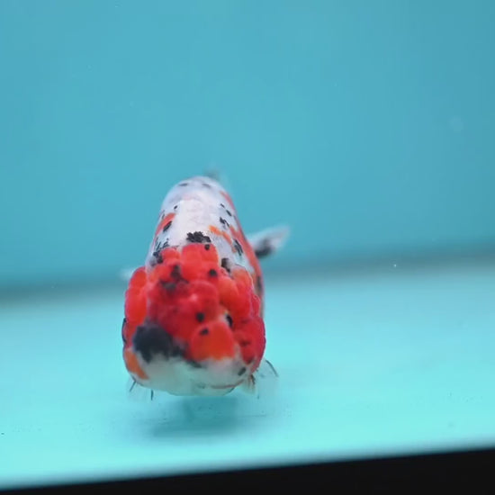 Calico Ranchu 3 inch Body (260213_RC04)