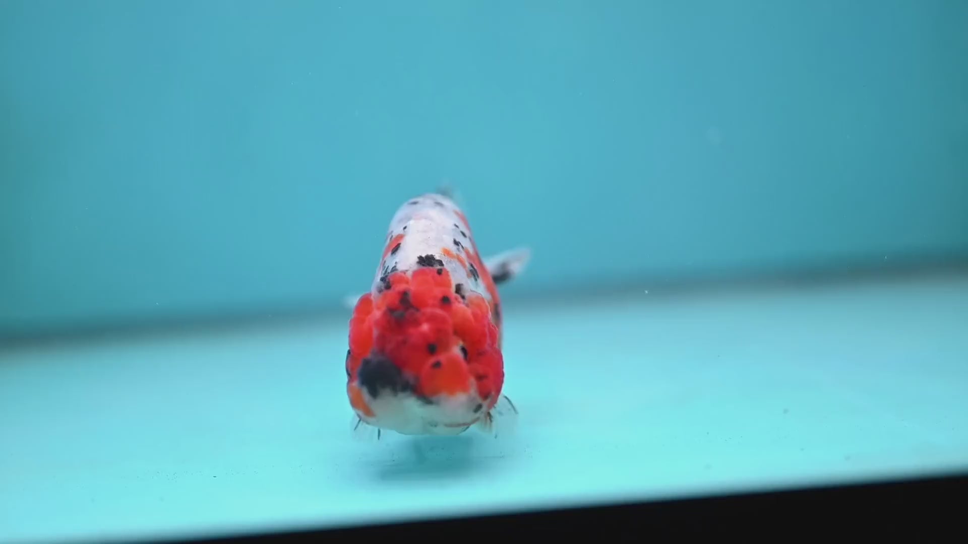 Calico Ranchu 3 inch Body (260213_RC04)