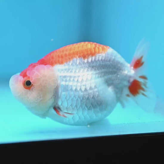 Red White Lionchu/Ranchu 3.8 inch Body (260220_RC02)