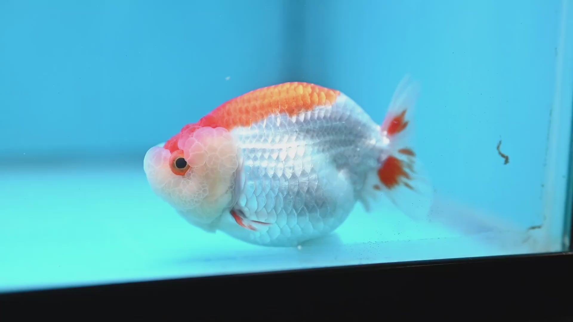 Red White Lionchu/Ranchu 3.8 inch Body (260220_RC02)