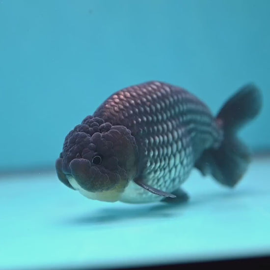 Platinum Ranchu 4.5 inch Body (251017_RC02)