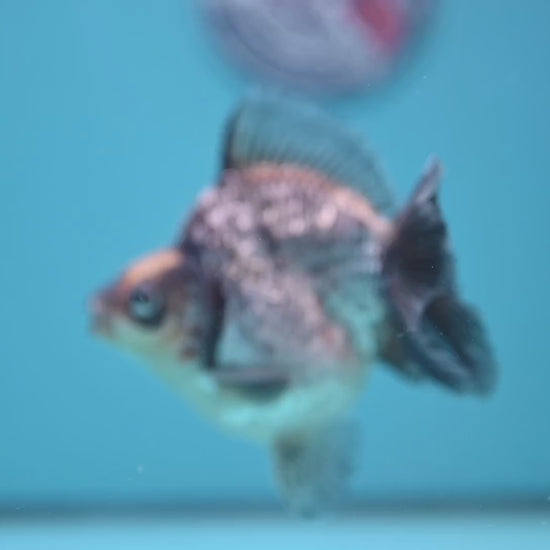 Kirin Ryukin 4 inch Body (251114_RY04)