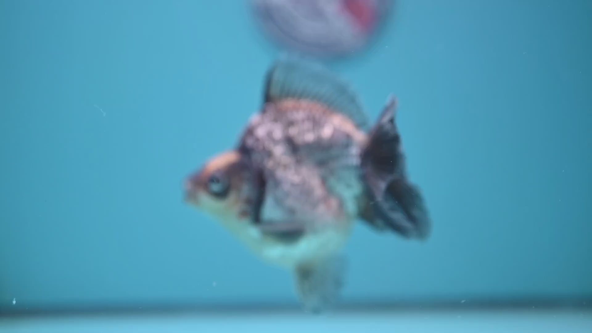 Kirin Ryukin 4 inch Body (251114_RY04)