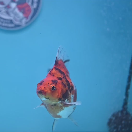 Calico Ryukin 4 inch Body (251107_RY01)