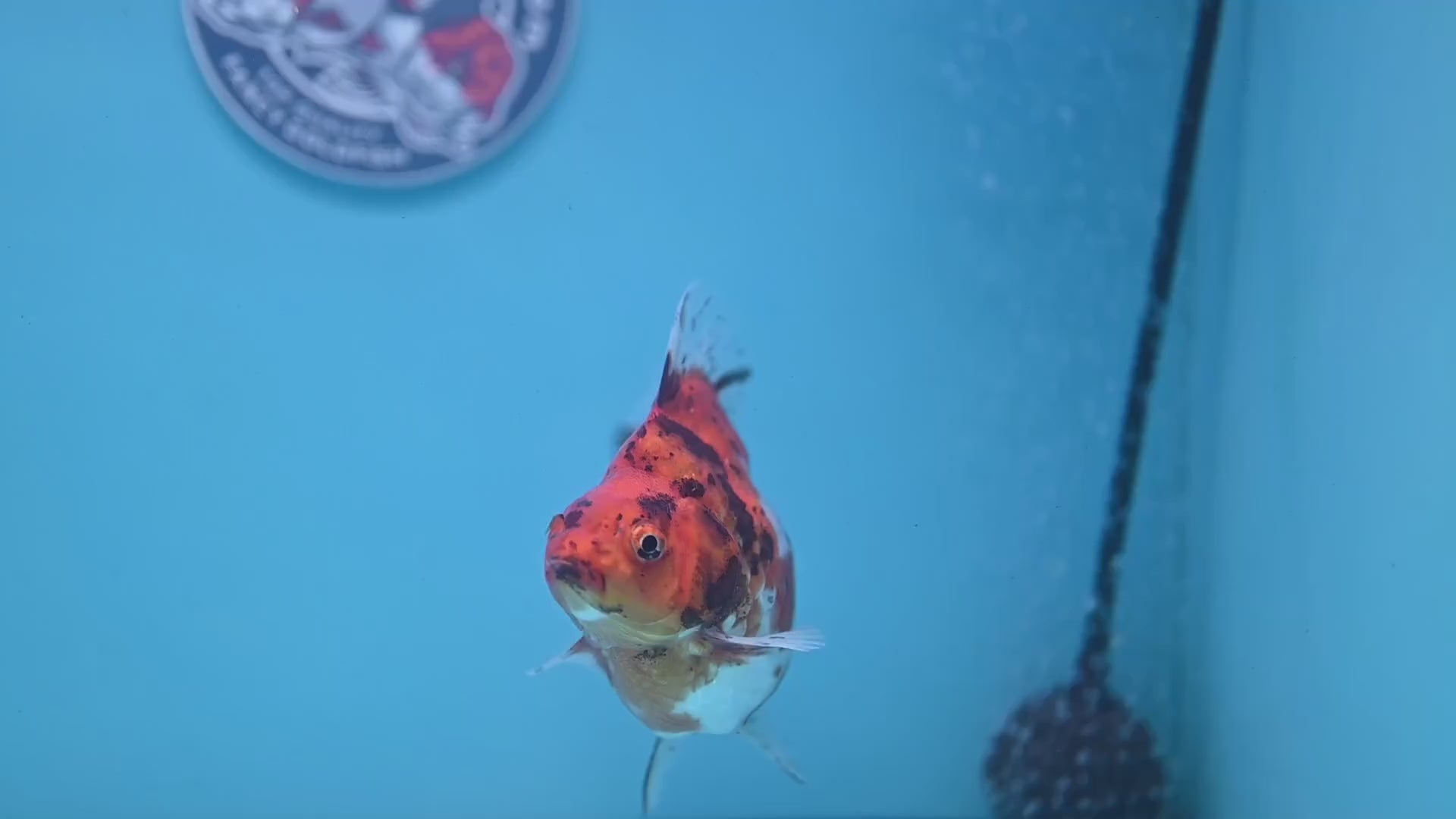 Calico Ryukin 4 inch Body (251107_RY01)