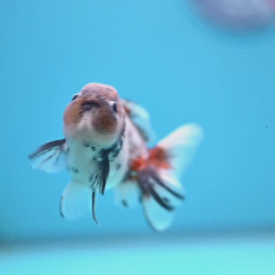 Juvenile Shogun Blue Based Oranda 3 inch Body (251031_OR05)