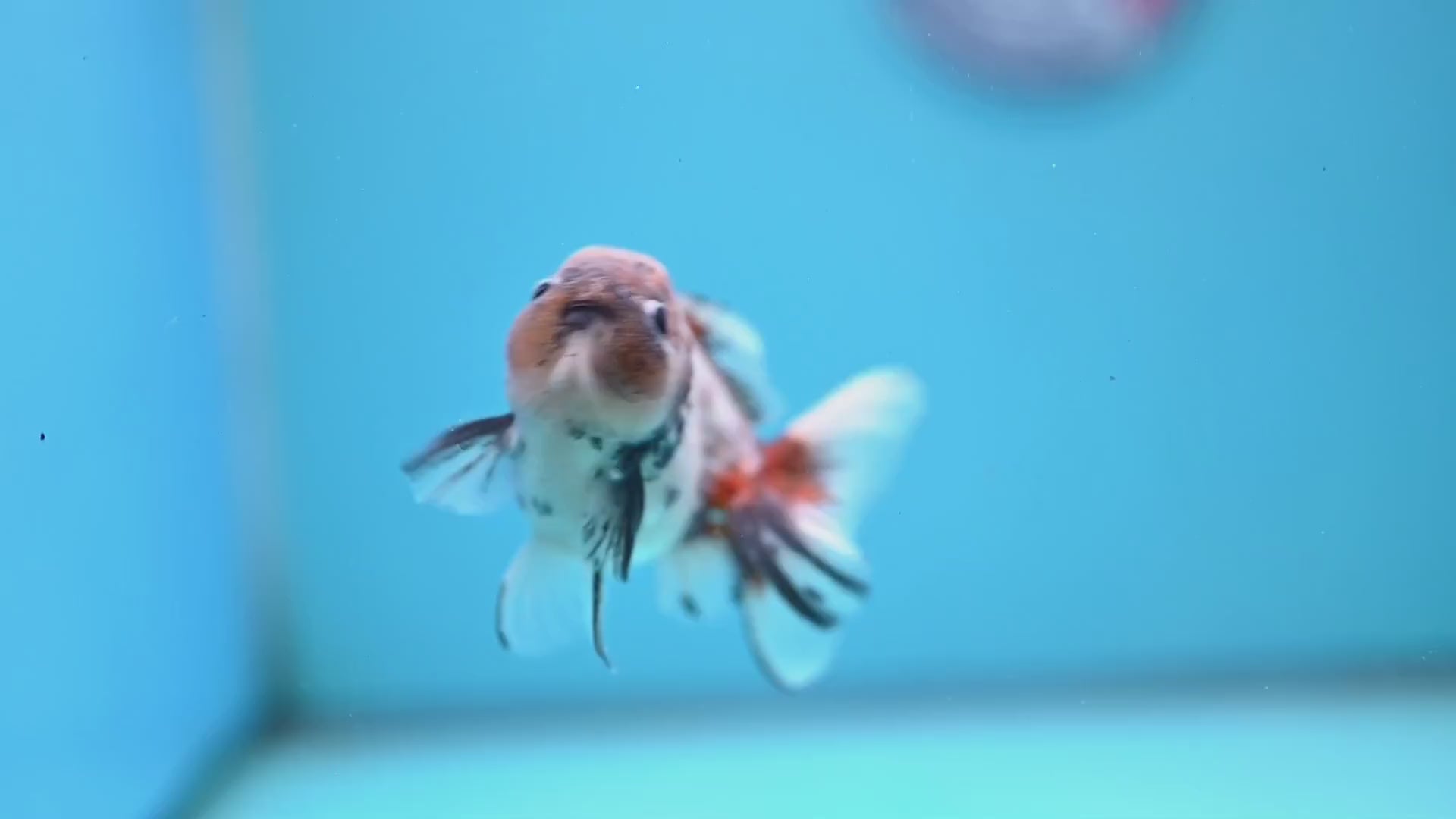 Juvenile Shogun Blue Based Oranda 3 inch Body (251031_OR05)