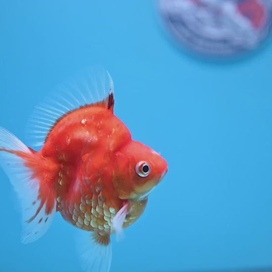 Sakura Ryukin 3 inch Body (251031_RY04)