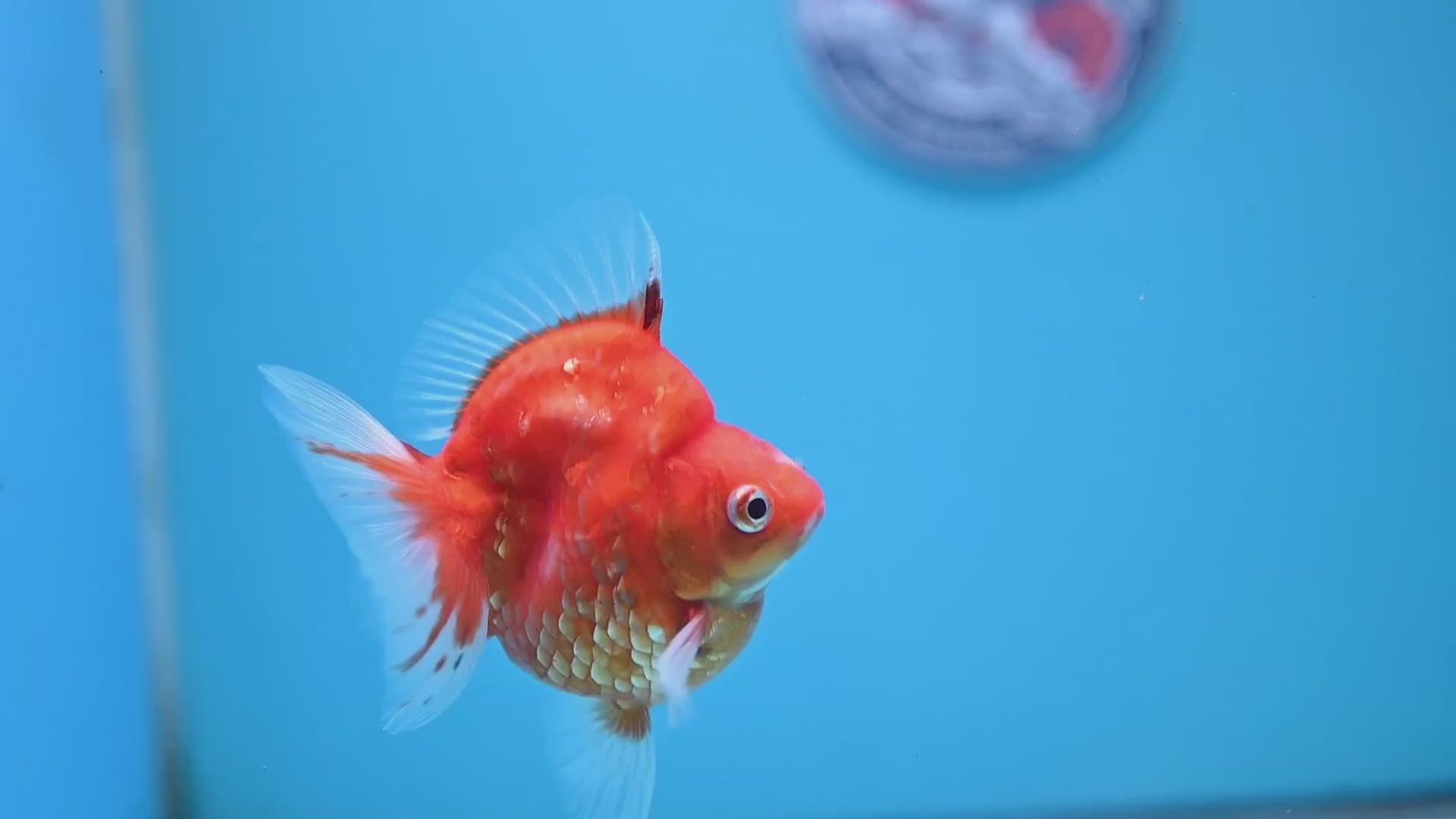 Sakura Ryukin 3 inch Body (251031_RY04)