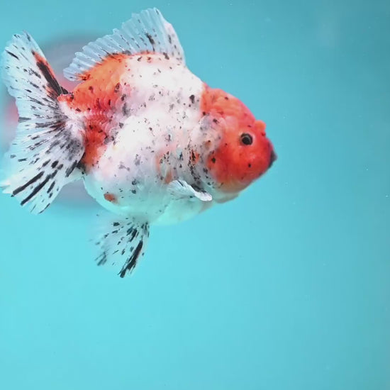 Shogun Tiger Oranda 3.5 inch Body (260123_OR08)