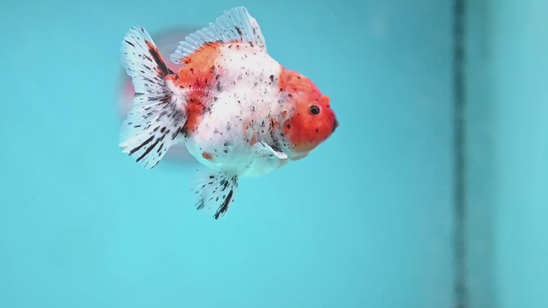 Shogun Tiger Oranda 3.5 inch Body (260123_OR08)