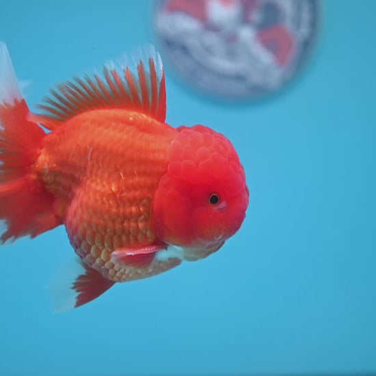 Classic Red Oranda 4 inch Body (260306_OR08)