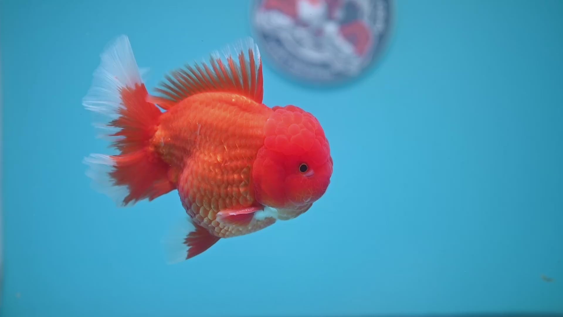 Classic Red Oranda 4 inch Body (260306_OR08)