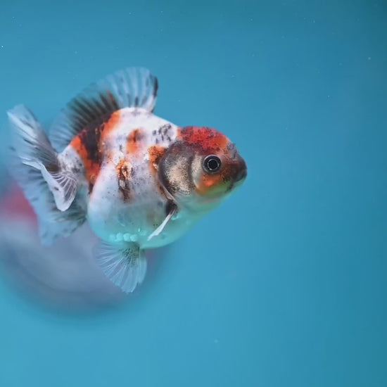Juvenile Oranda 2.5 inch Body (260116_OR10)