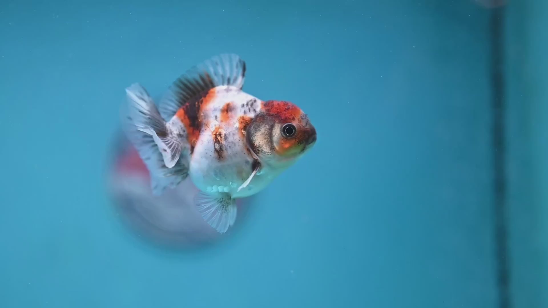 Juvenile Oranda 2.5 inch Body (260116_OR10)