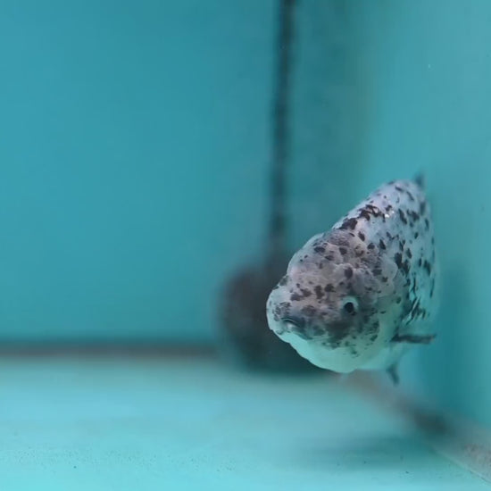 Blue Based Granite Ranchu 4 inch Body (260130_RC11)