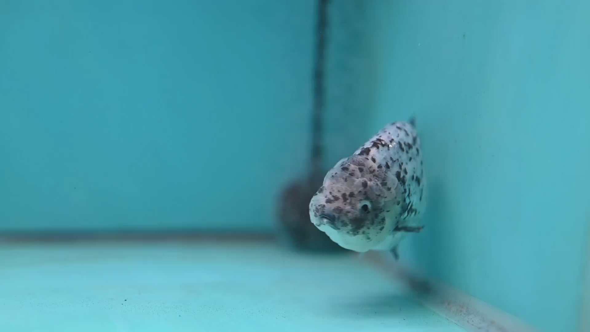Blue Based Granite Ranchu 4 inch Body (260130_RC11)