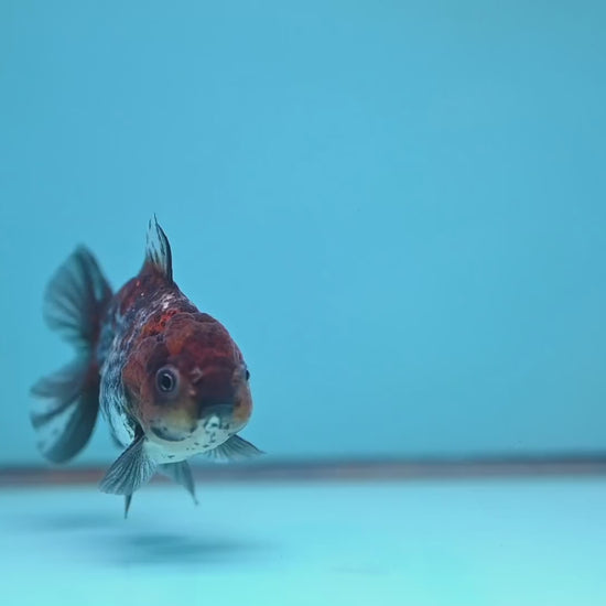Juvenile Shogun Ochiba Oranda 3 inch Body (251017_OR13)