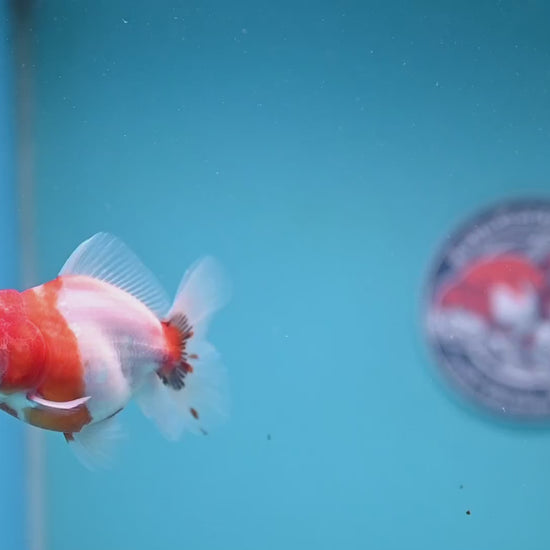 Juvenile Shogun Tricolor Sakura Oranda 3 inch Body (251031_OR13)