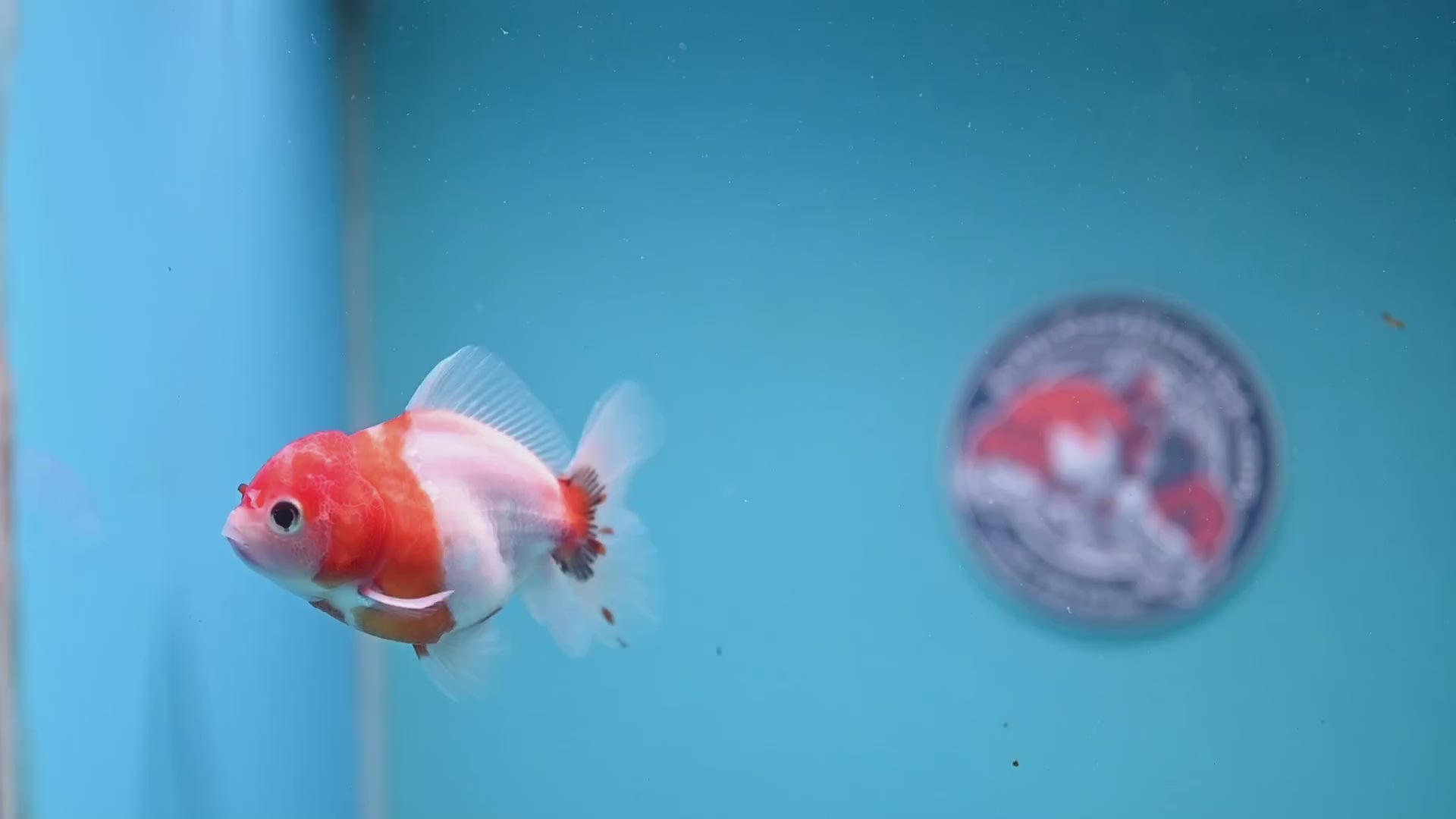 Juvenile Shogun Tricolor Sakura Oranda 3 inch Body (251031_OR13)