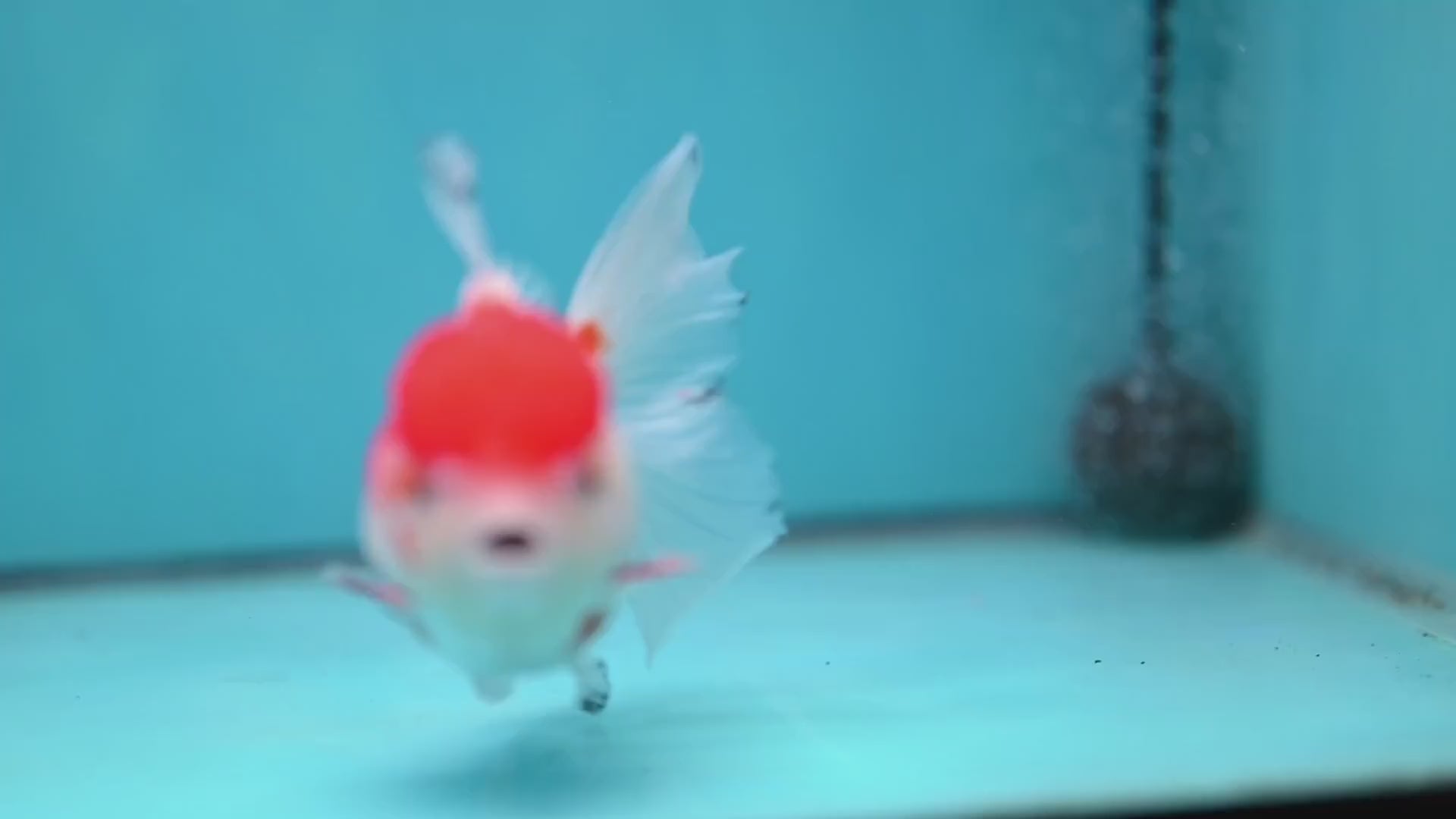 Red Cap Rosetail Oranda 3.5 inch Body (260213_OR09)