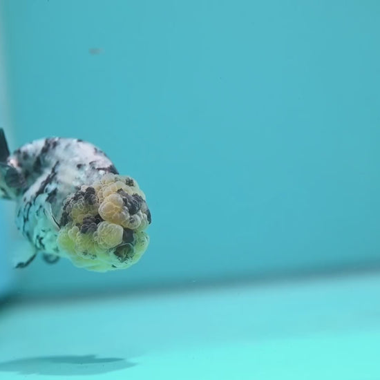 White Tiger Ranchu 3 inch Body (260731_RC09)