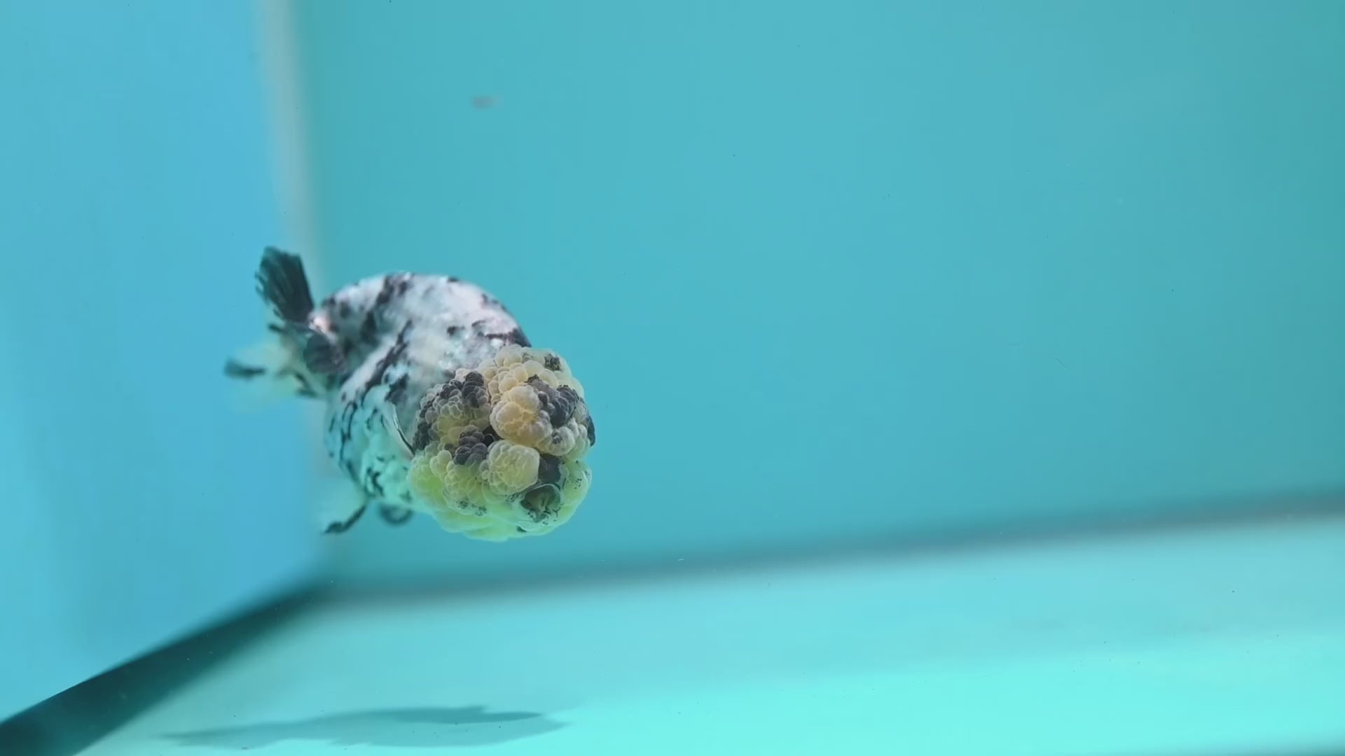 White Tiger Ranchu 3 inch Body (260731_RC09)