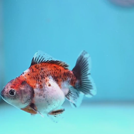 2-Pack Juvenile Shogun Long Body Oranda 2.5-3.5 inch Body (251017_OR24)
