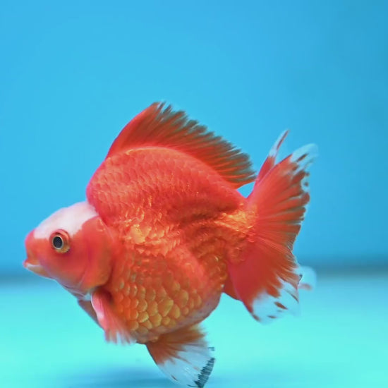 A Grade Jade Head Red White Ryukin 3.5 inch Body (251219_RY06)