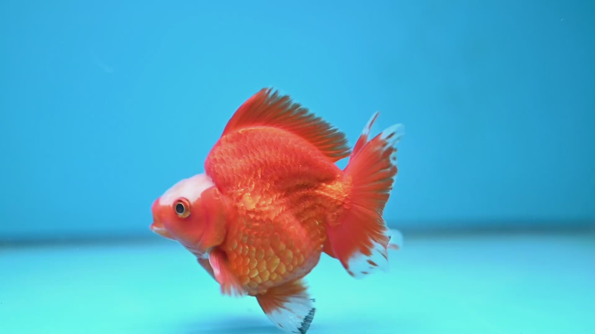 A Grade Jade Head Red White Ryukin 3.5 inch Body (251219_RY06)