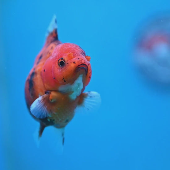 Tiger Oranda 3 inch Body (260213_OR06)