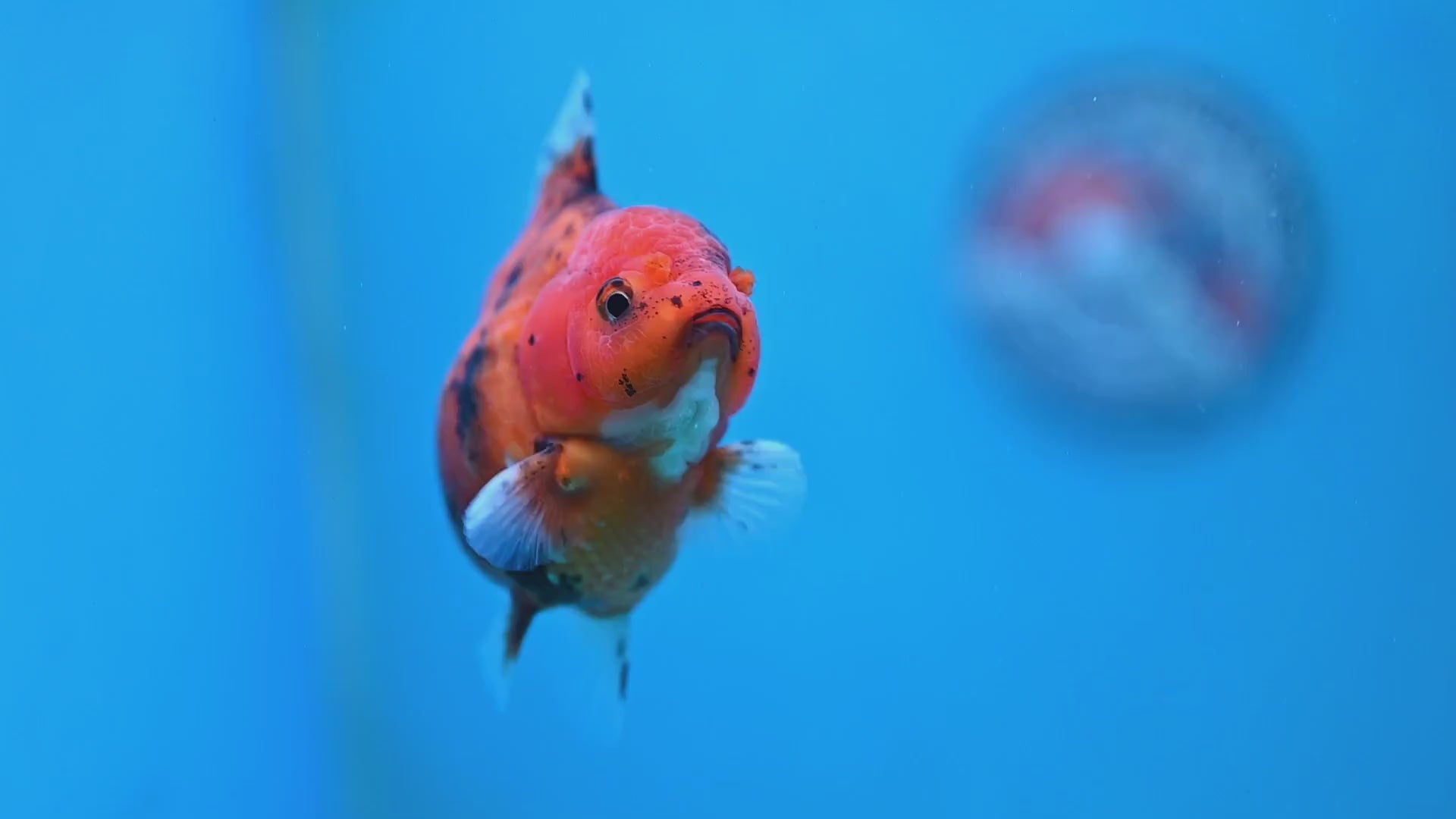 Tiger Oranda 3 inch Body (260213_OR06)