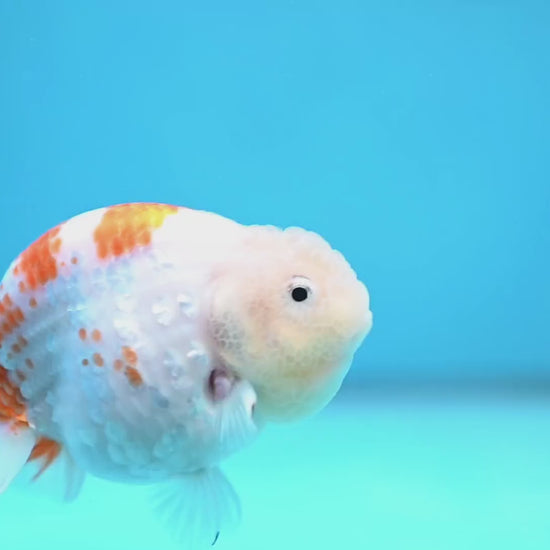 Rare Lemon Sakura Ranchu 4 inch Body (260116_RC01)