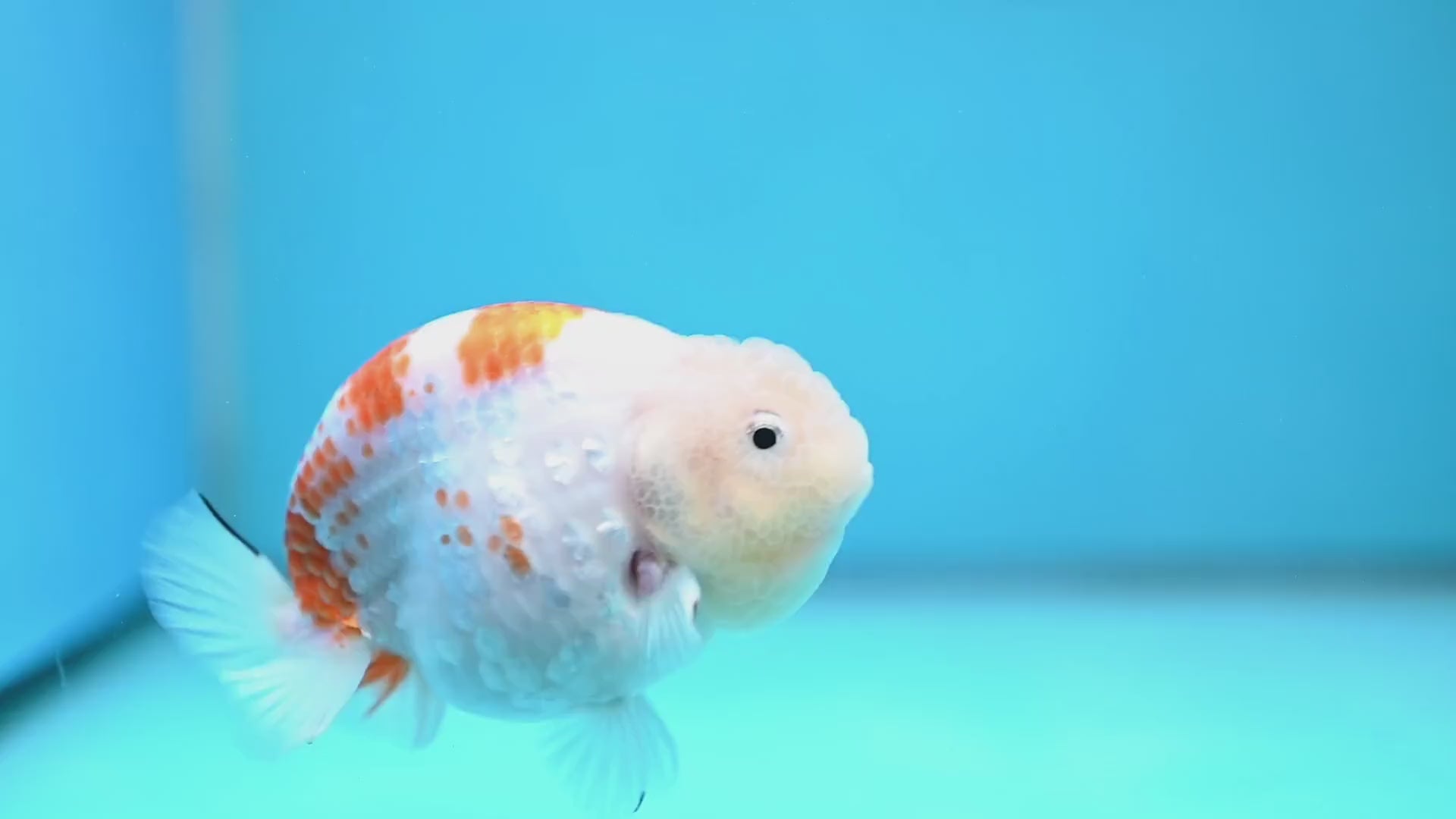 Rare Lemon Sakura Ranchu 4 inch Body (260116_RC01)