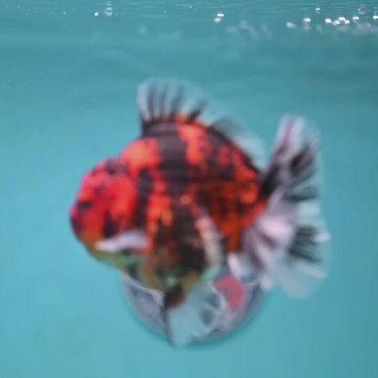Tiger Rose Tail Oranda 3.8 inch Body (260116_OR02)