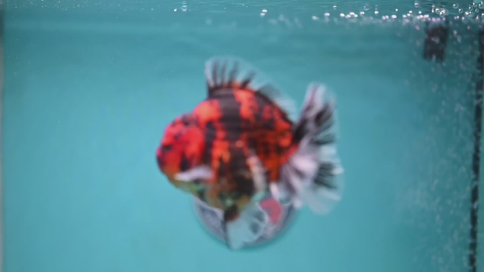 Tiger Rose Tail Oranda 3.8 inch Body (260116_OR02)