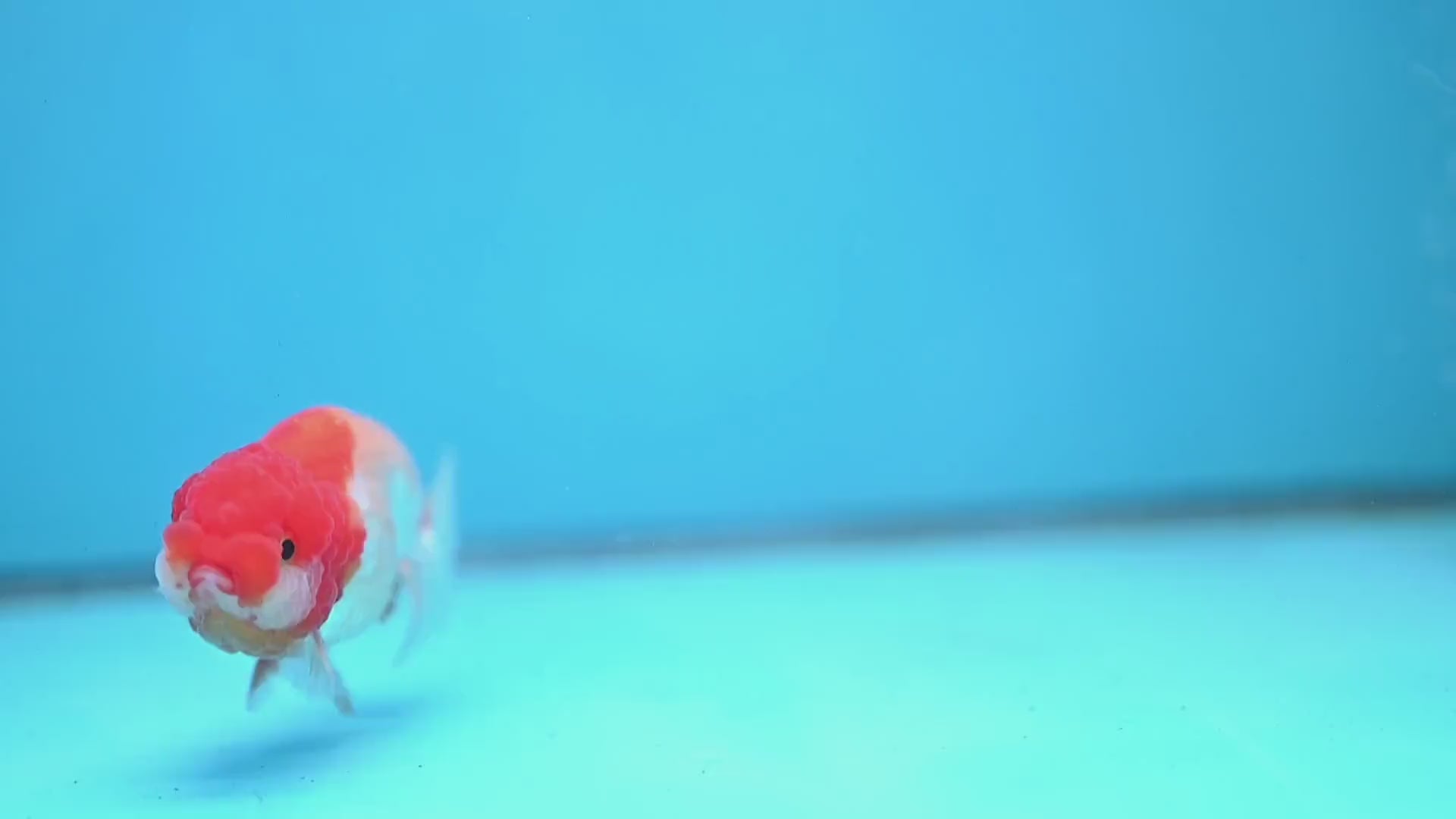 Juvenile Red White Ranchu 3 inch Body (260109_RC06)