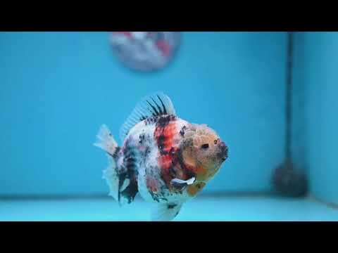 White Tiger Short Tail Oranda 4.5 inch Body (260227_OR07)