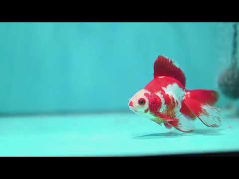 Red White Butterfly Tail Ryukin inch Body (260828_RY05)