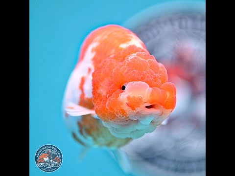 Short Tail Ranchu Tiny Tail Sakura Ranchu Goldfish for Sale | Kaiju Goldfish USA