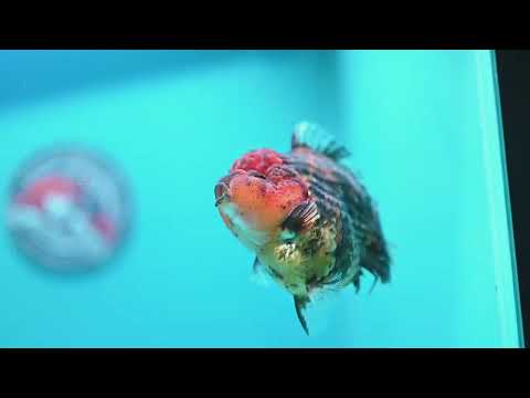 Tiger Oranda 3.5 inch Body (260605_OR15)