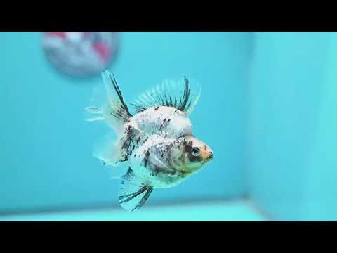 White Tiger Broad Tail Ryukin 3.5 inch Body (260605_RY10)