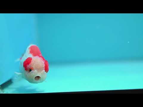 Red White Ranchu 3.8 inch Body (260424_RC06)