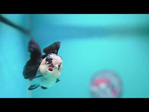 Panda Oranda 3.5 inch Body (260807_OR11)