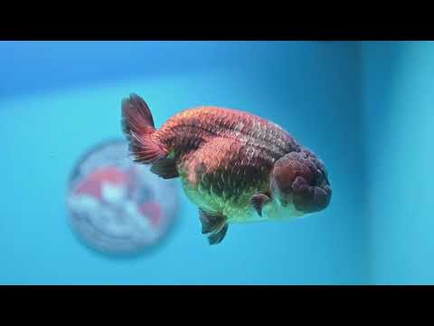 Jumbo Lavander Ranchu 5 inch Body (261016_RC06)