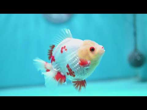 Red White YuanBao Oranda 3.5 inch Body (260904_OR05)
