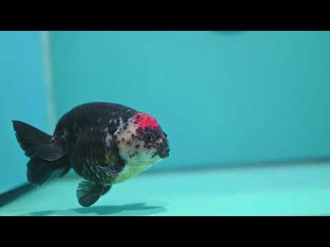 Jumbo Heavy Ink Cow Ranchu 4.5 inch Body (260724_RC02)